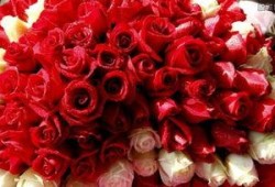 合肥玫瑰花爆料案件最新,揭秘背后惊人真相